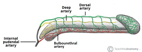 pic of a dick|Category : Anatomy of the human penis